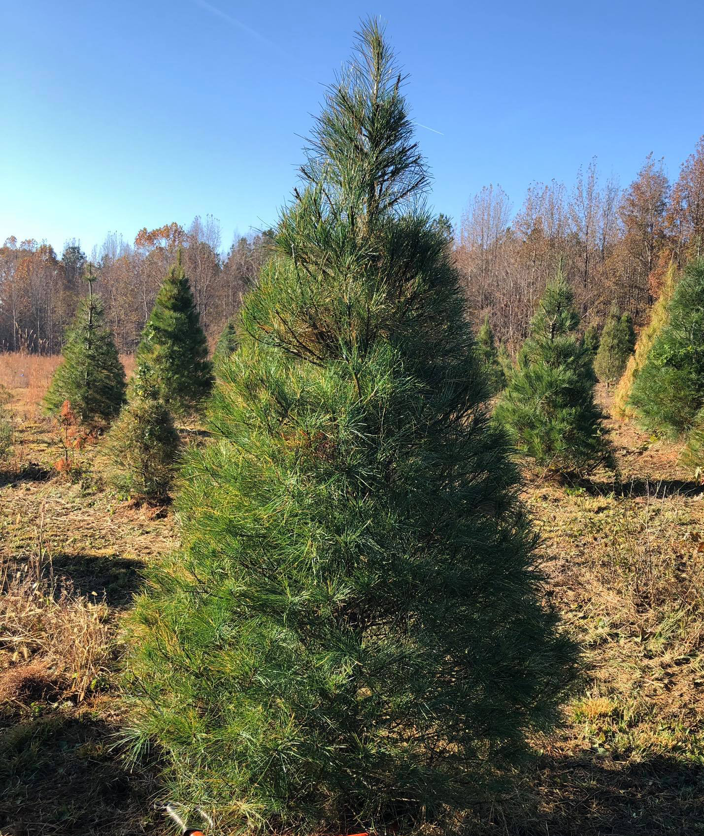 Virginia Pine Tree