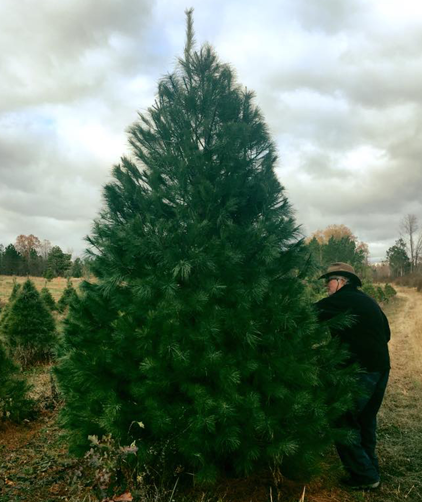 White Pine Tree